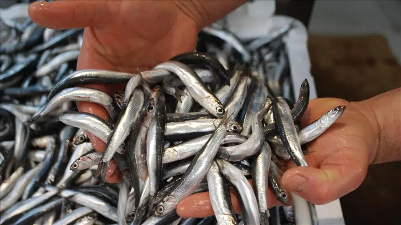 Herkesin severek tükettiği balık zehir deposu çıktı