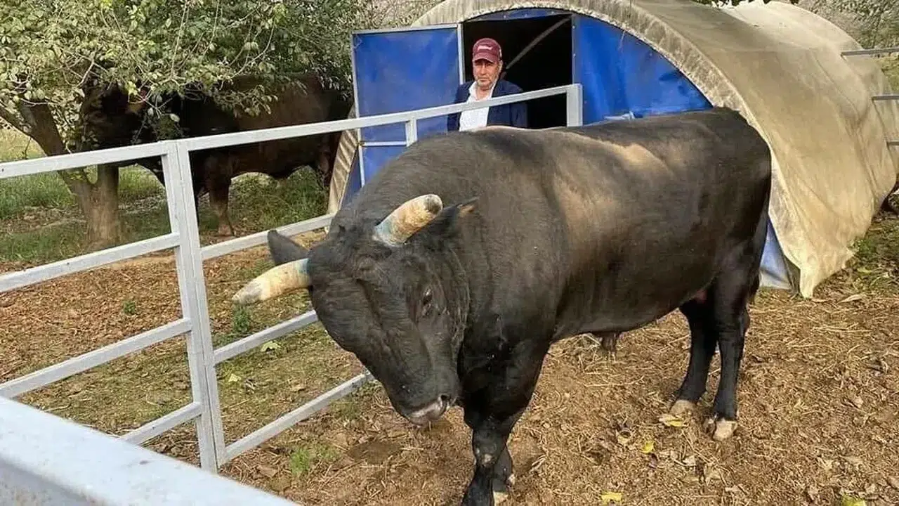 Bakımını yaptığı boğa saldırdı: Besici yoğun bakımda