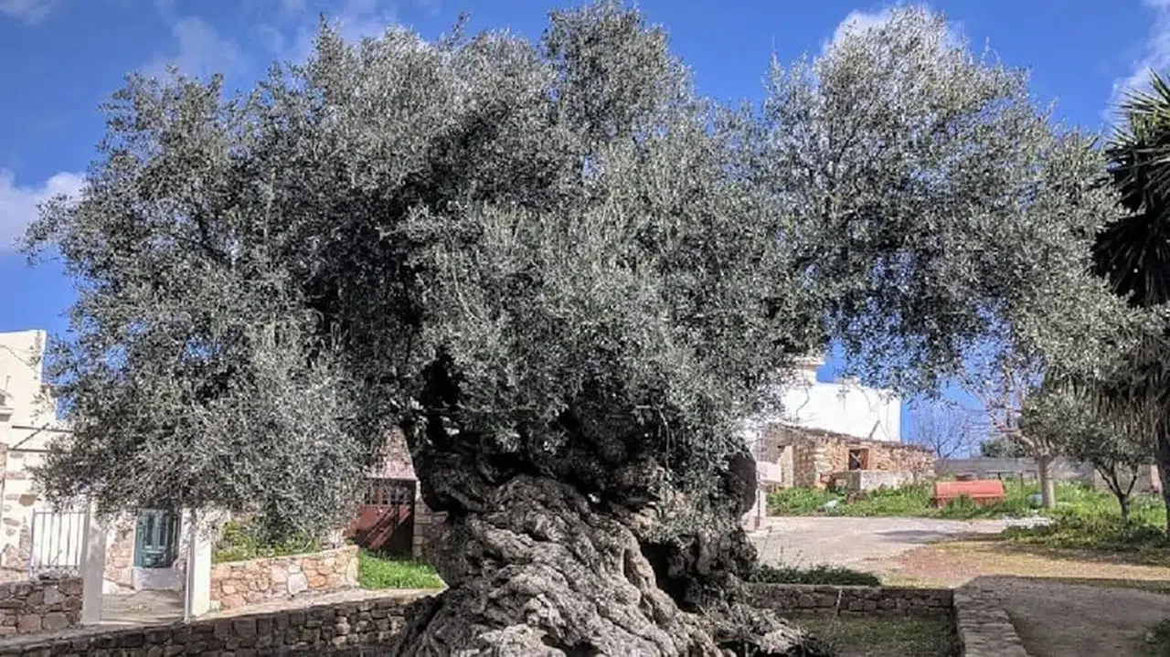 Dünyanın en yaşlı yaşayan ağacı görenleri hayran bıraktı