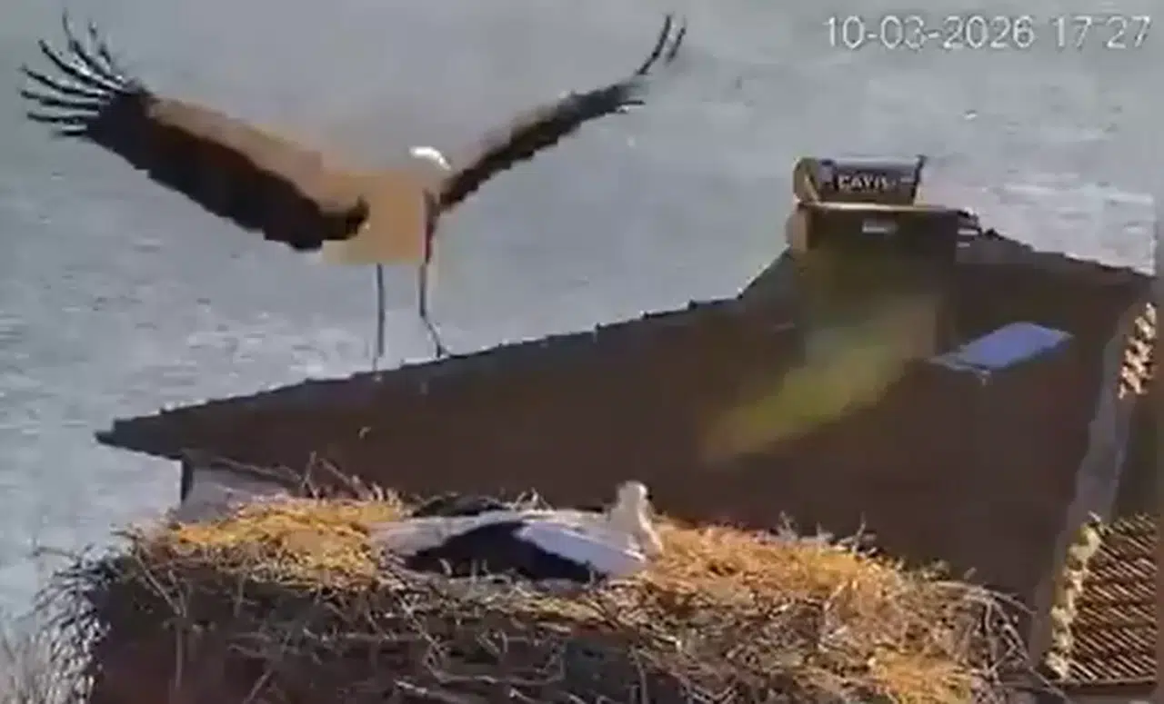 Yaren leylek eşi Nazlı ile yeniden buluştu