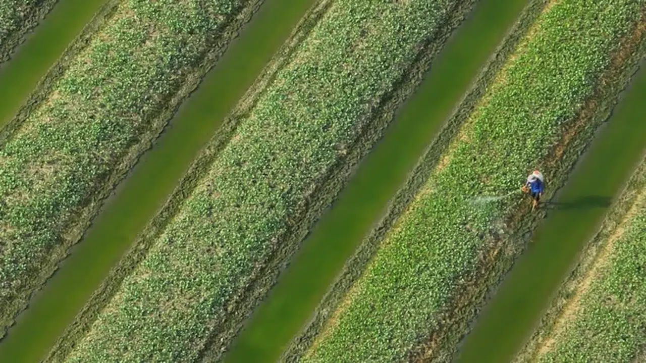 Dünyanın en yararlı sebzesi ama Türkler evine bile sokmuyor