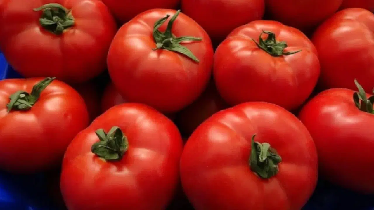 Domatesi sakın böyle tüketmeyin: Zehir saçıyor