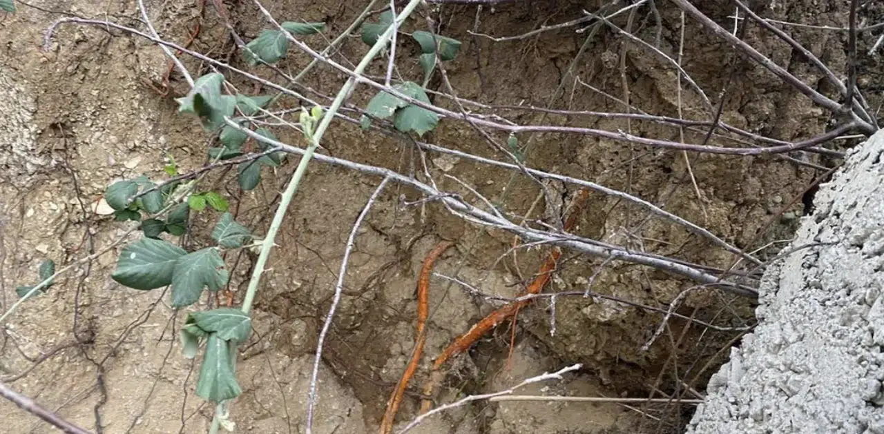 Kocaeli’de fidan dikimi sırasında insan kemikleri bulundu!