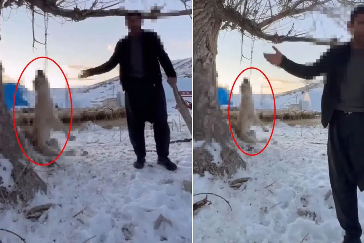 “Çok yiyor” diyerek köpeğini ağaca asmıştı: O cani hakkında karar verildi