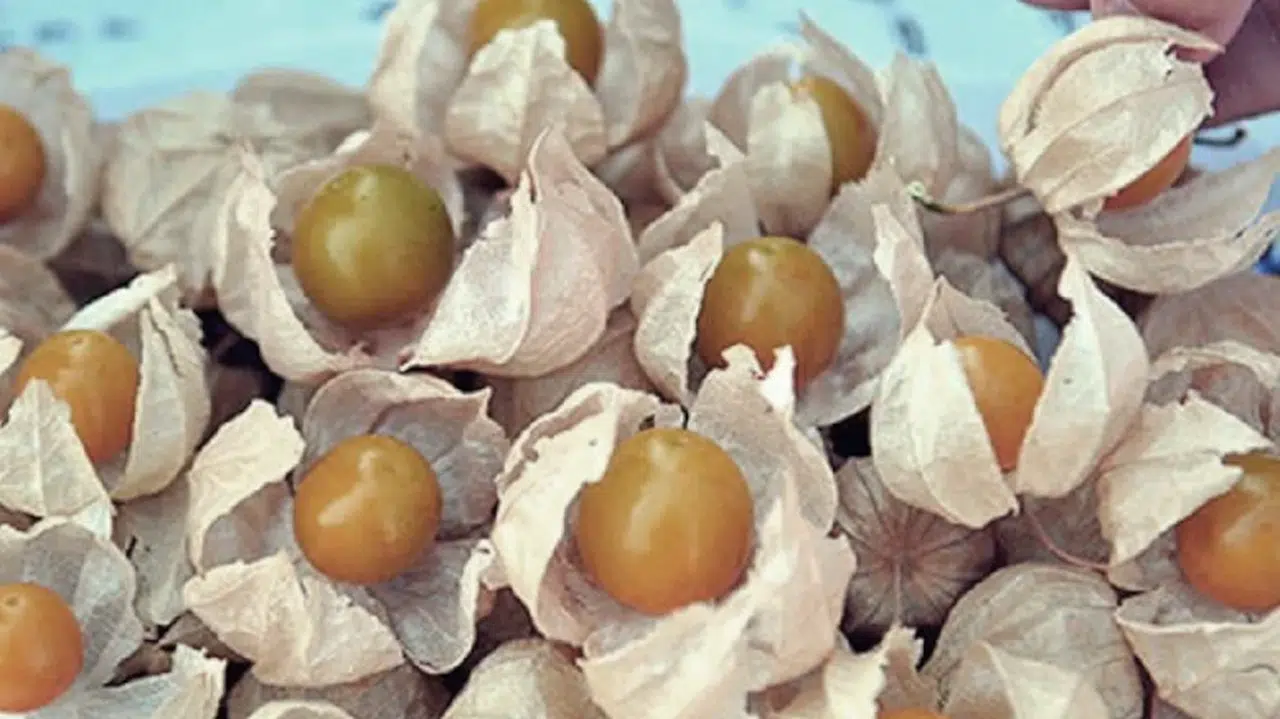 Eken köşeyi dönüyor: 1 yılda ev ve araba aldıran meyve!