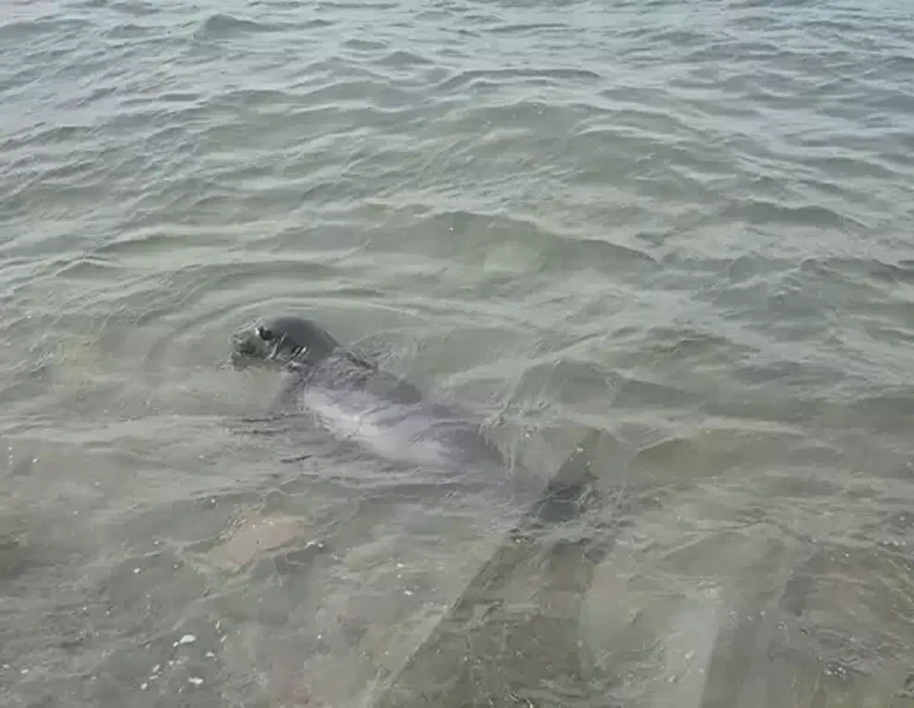 Ayvalık'ta Akdeniz Foku görüntülendi