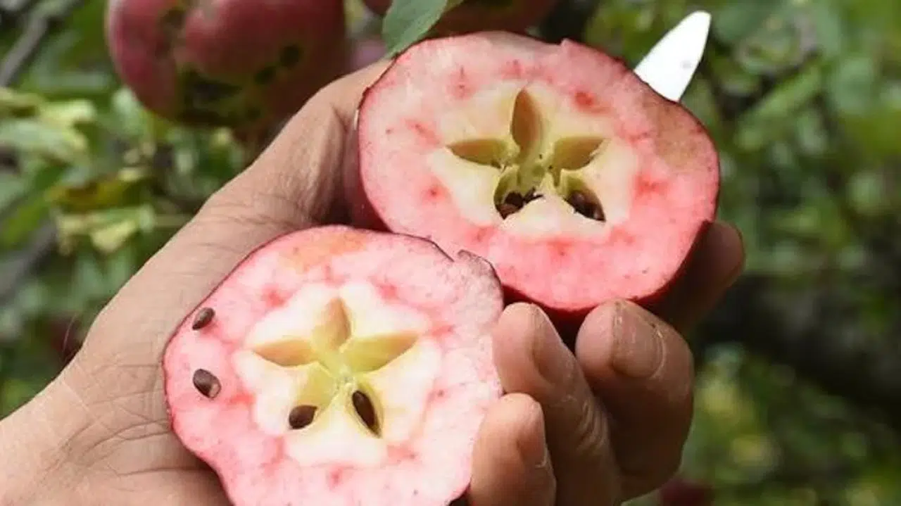Dünyada eşi benzeri yok: Bu elma Türkiye'nin sadece bir ilçesinde yetişiyor
