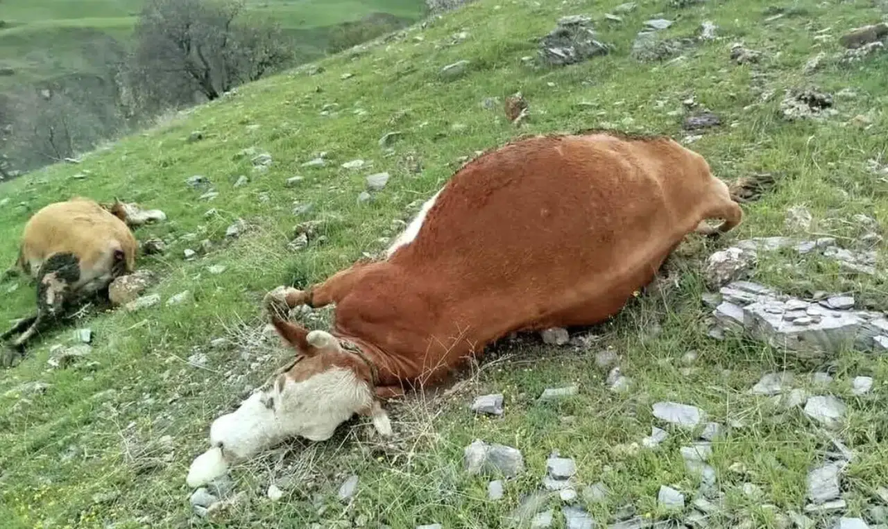 Elazığ’da yıldırım felaketi: 5 inek telef oldu