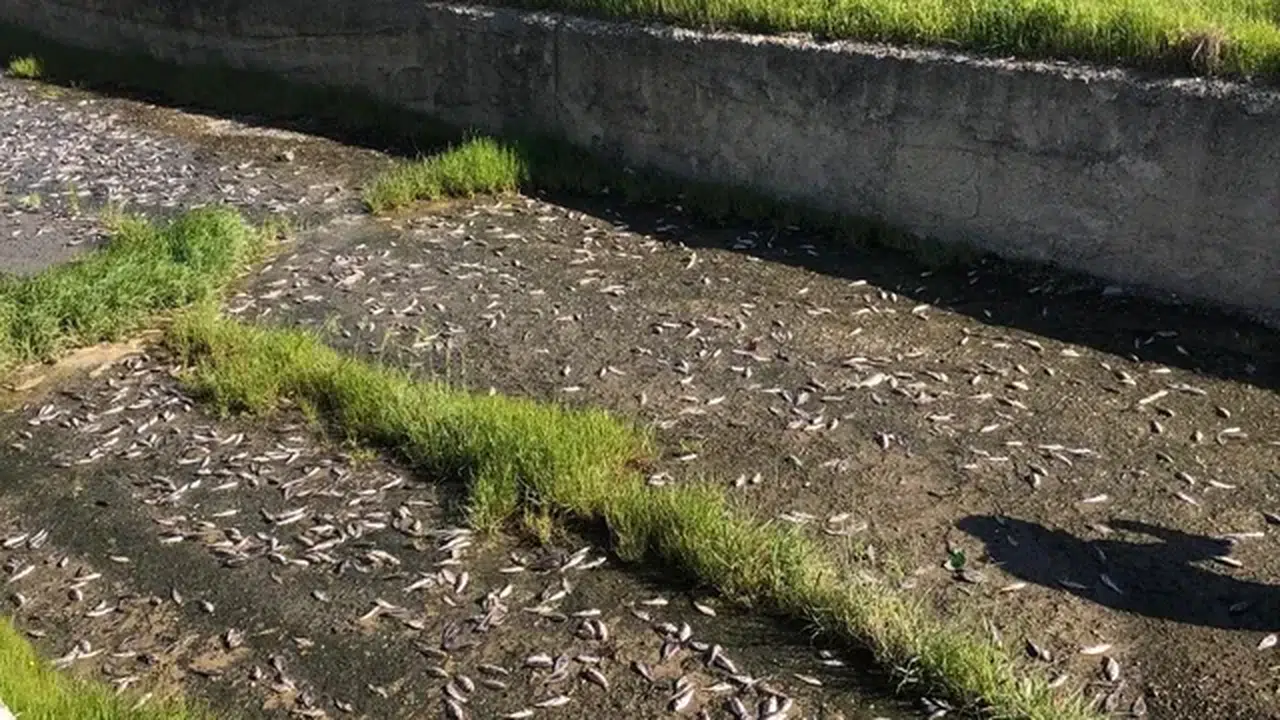 Tekirdağ'da toplu balık ölümü: İnceleme başlatıldı