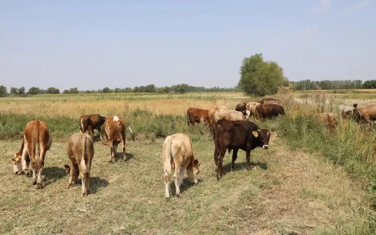 Köye dönüş projesinde destek şartları netleşti, evli ve bekara farklı ödeme modeli