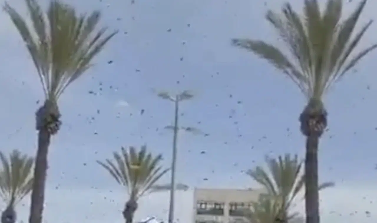 İsrail’de dev arı istilası alarmı askeri uçuşlar geçici olarak durduruldu