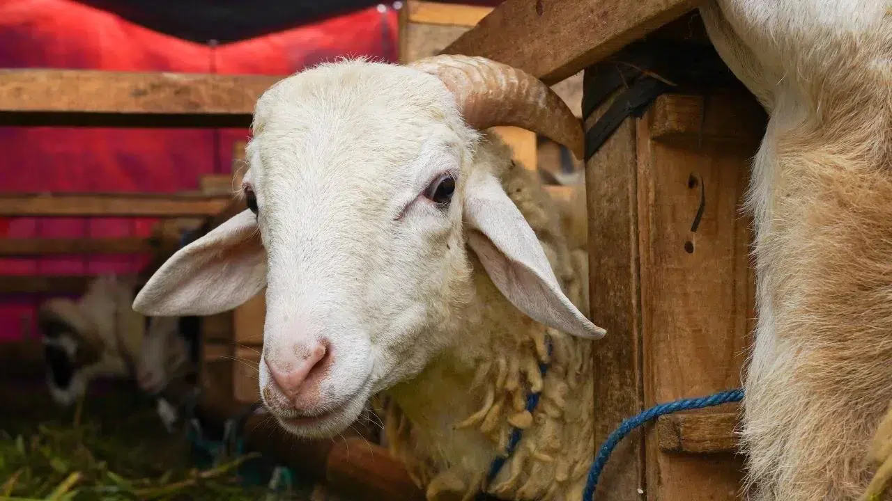 Kurban Bağışı Organizasyonları Nasıl Denetleniyor? Hukuki Süreçler İncelendi