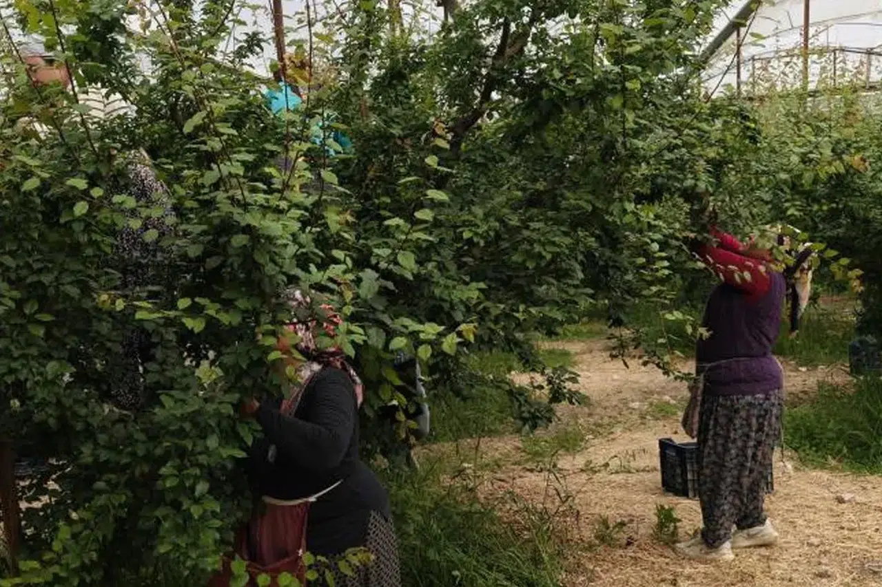 Hasadı başladı, fiyatı 200 TL'ye kadar düştü