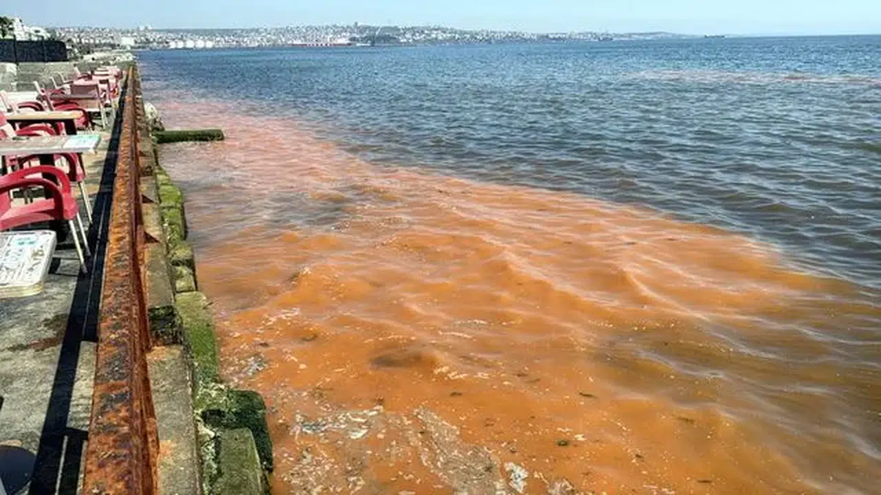 Tekirdağ Sahili turuncu renge büründü: Uzmanlar sebebini açıkladı