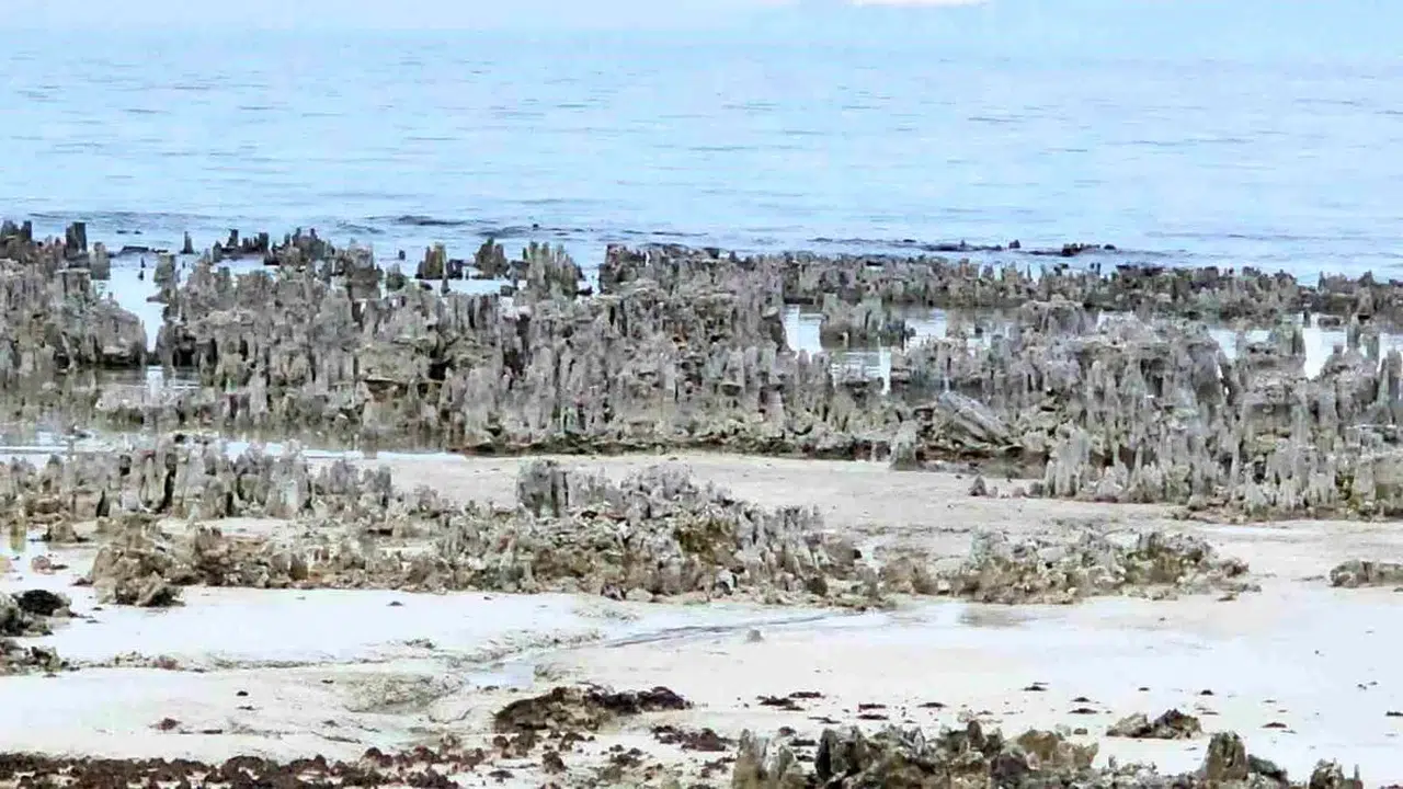 Van Gölü’nde kuraklık etkisi: Mikrobiyalitler ortaya çıktı