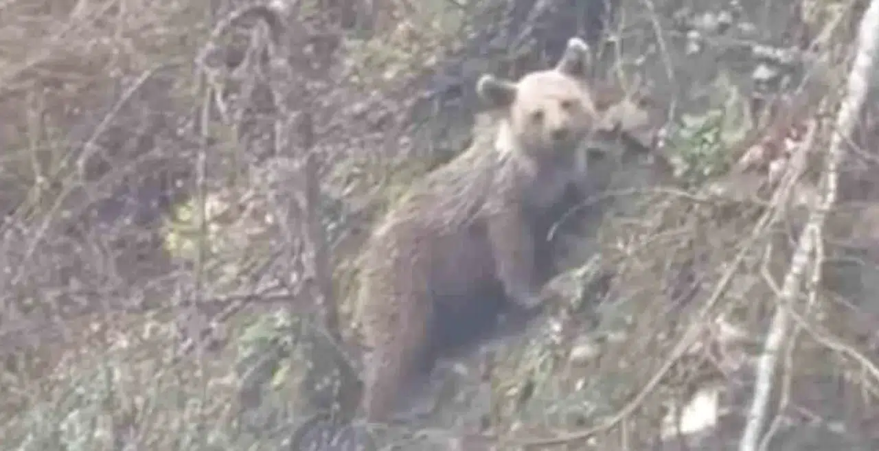 Sinop'ta yavru ayı görüntülendi: Kornaya basılınca panikledi