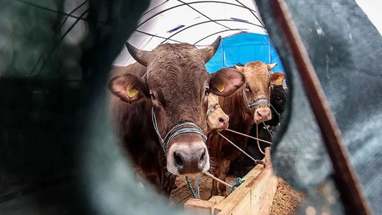 Diyanet 2026 vekaletle kurban kesim bedelini açıkladı