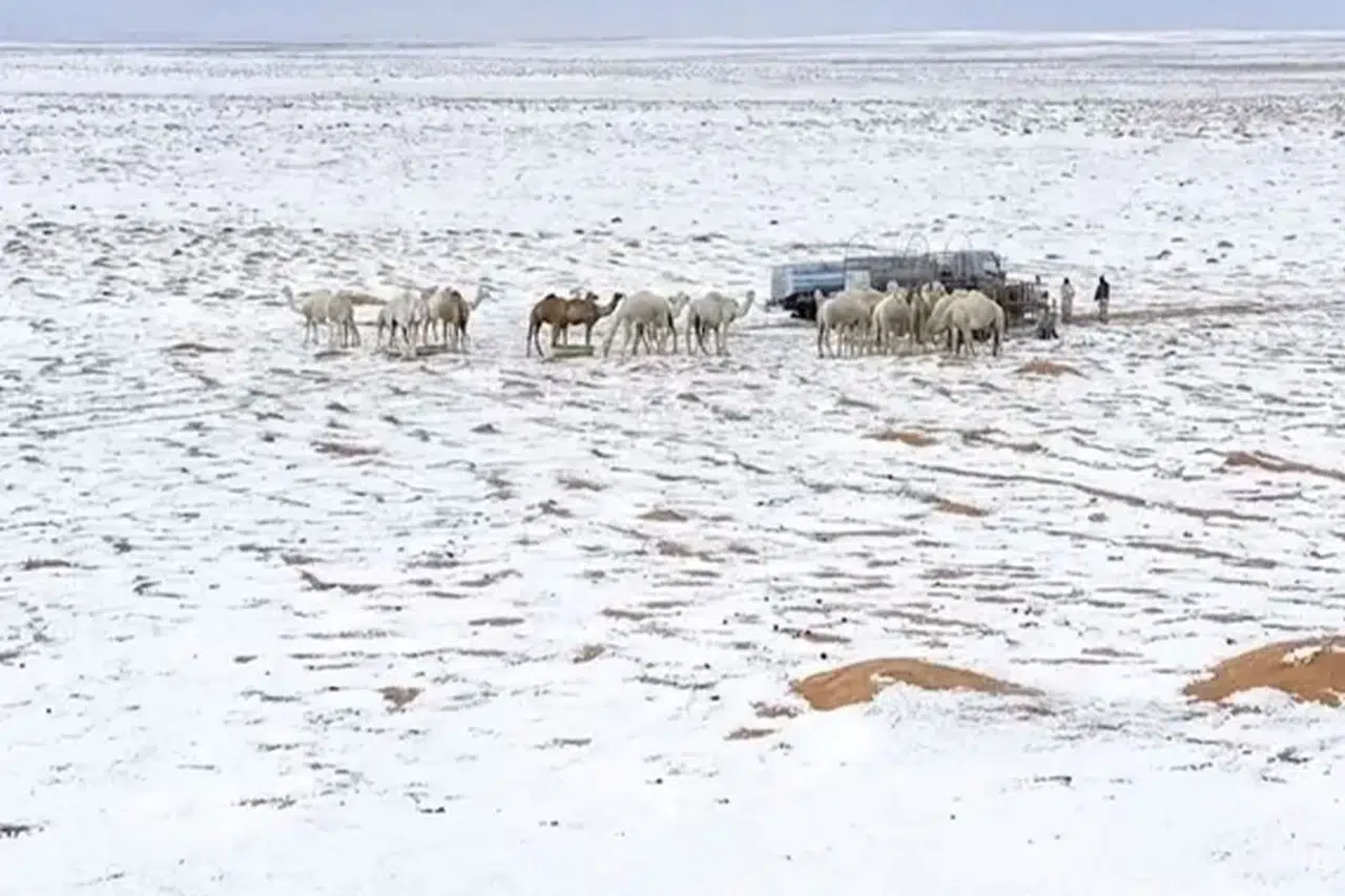 Suudi Arabistan'da çöller beyaza büründü