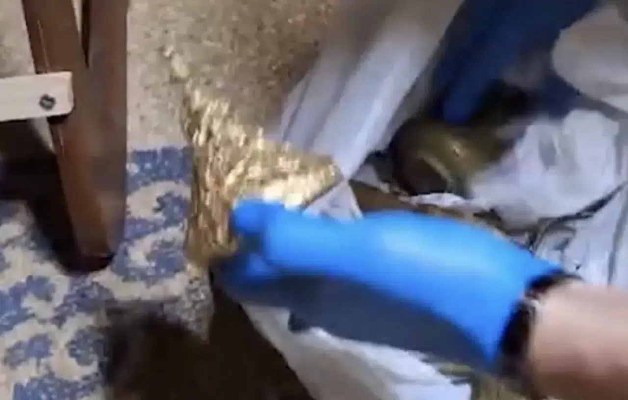 İzmir’de Roma ve Bizans dönemine ait 203 parça ele geçirildi