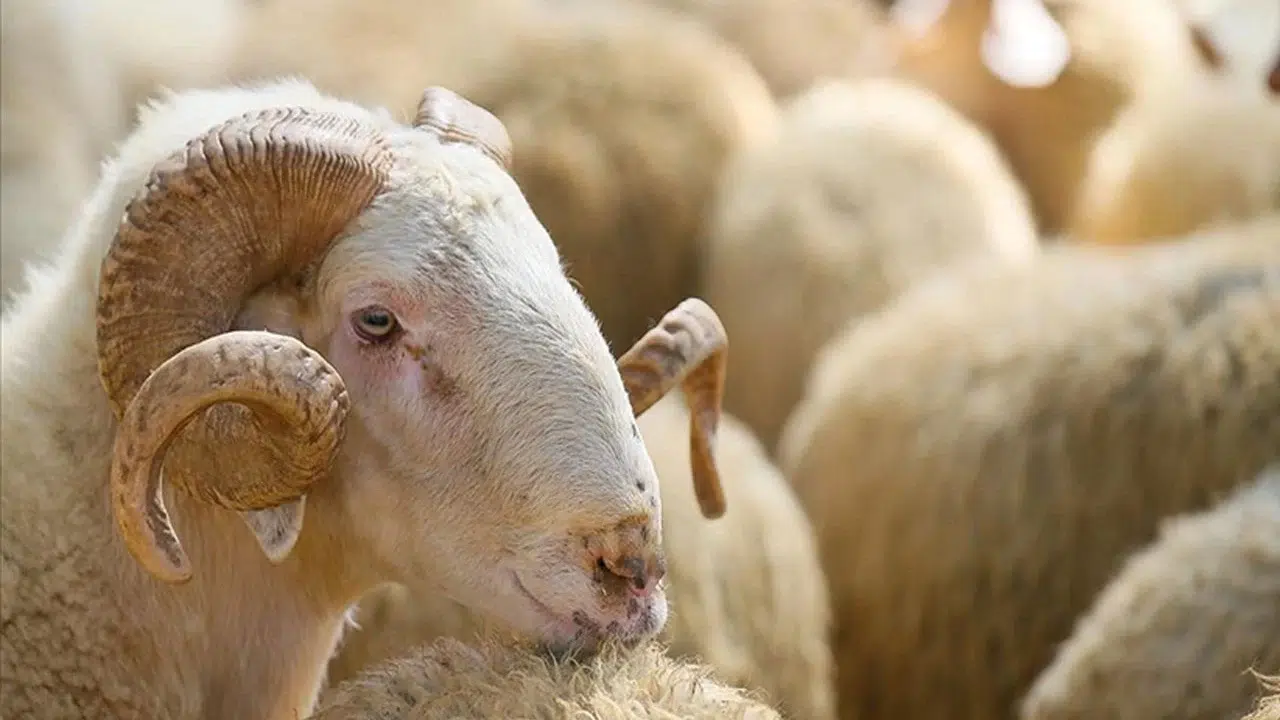 Küçükbaşa destek projesi: Üreticiye 100 küçükbaş hayvan desteği