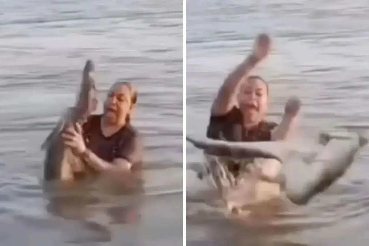 Meksika'da timsah kabusu: Kütük sandığı timsahı eline aldı!