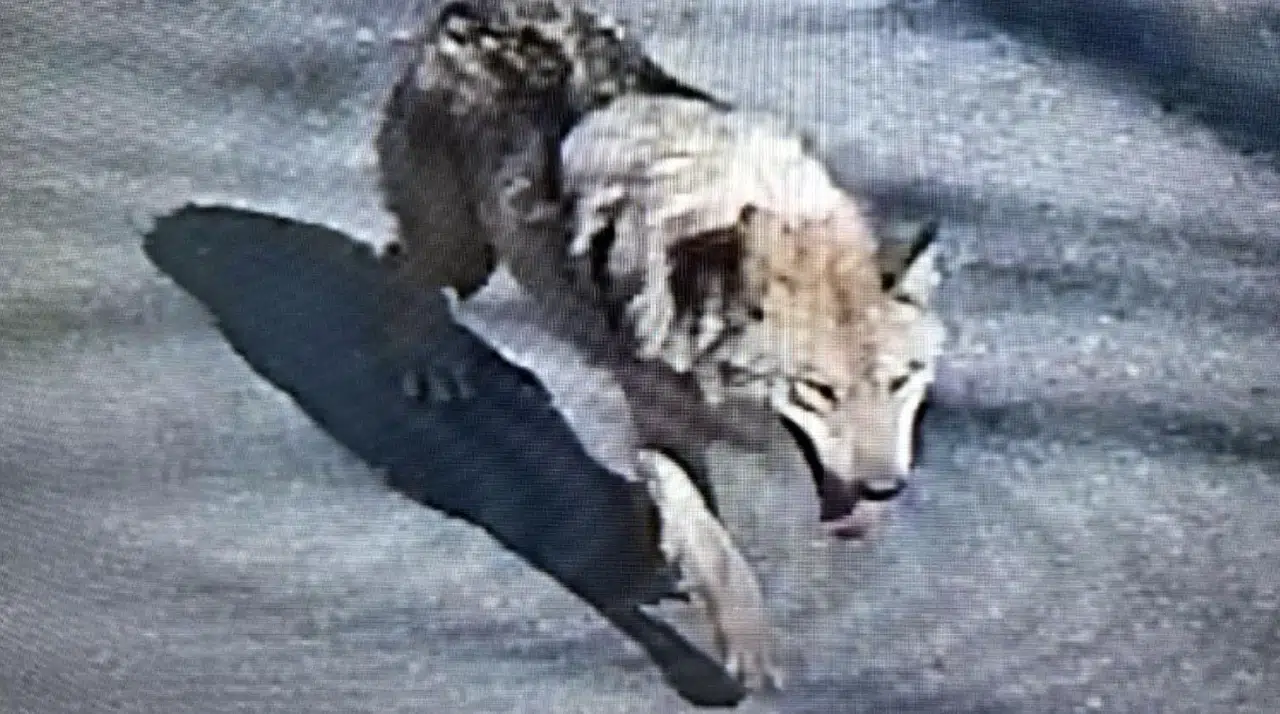 Güney Kore'de kurt alarmı: Hayvanat bahçesinden kaçtı, şehir merkezine indi