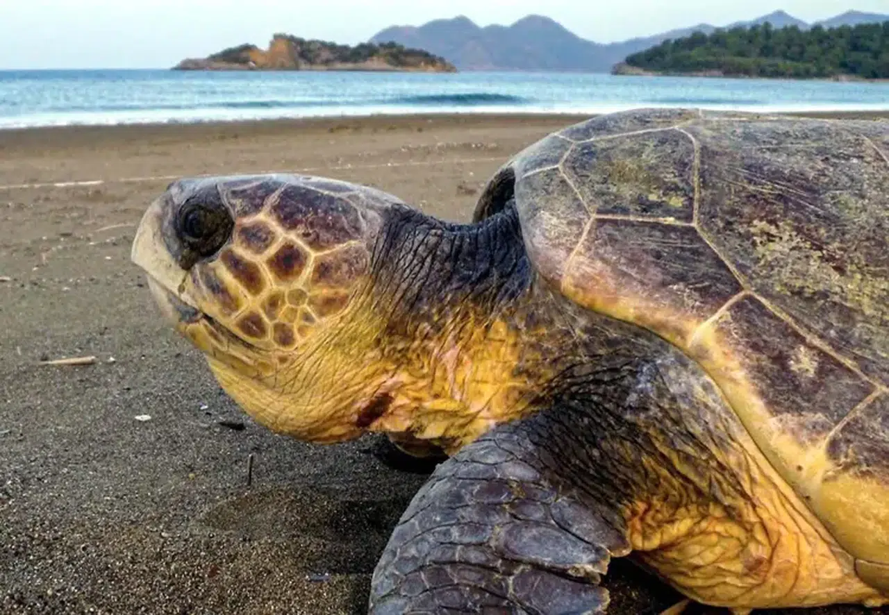 Dalyan’da caretta caretta sezonu: İlk yuva bulundu