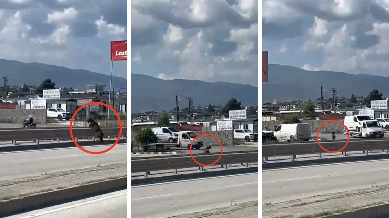 Hatay'da sahibinin elinden kaçan keçi gözden kayboldu