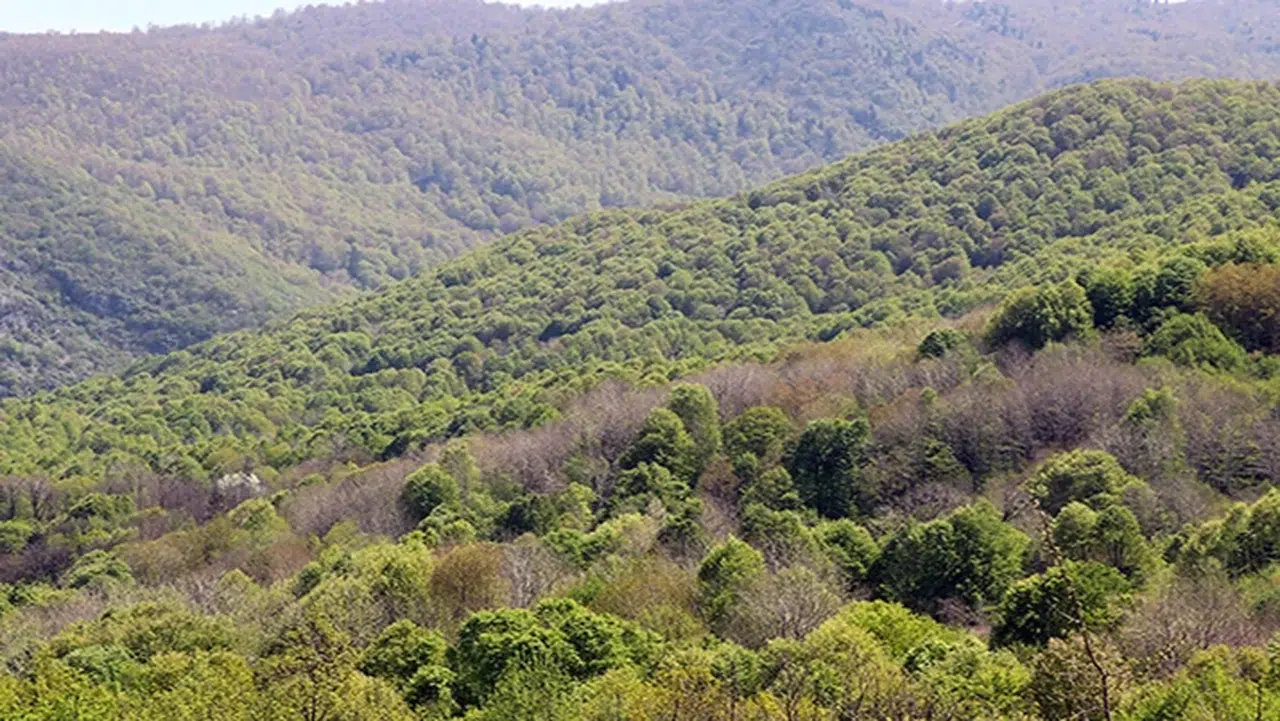 Valilikten yeni karar: Ormanlık alanlara girişler yasaklandı