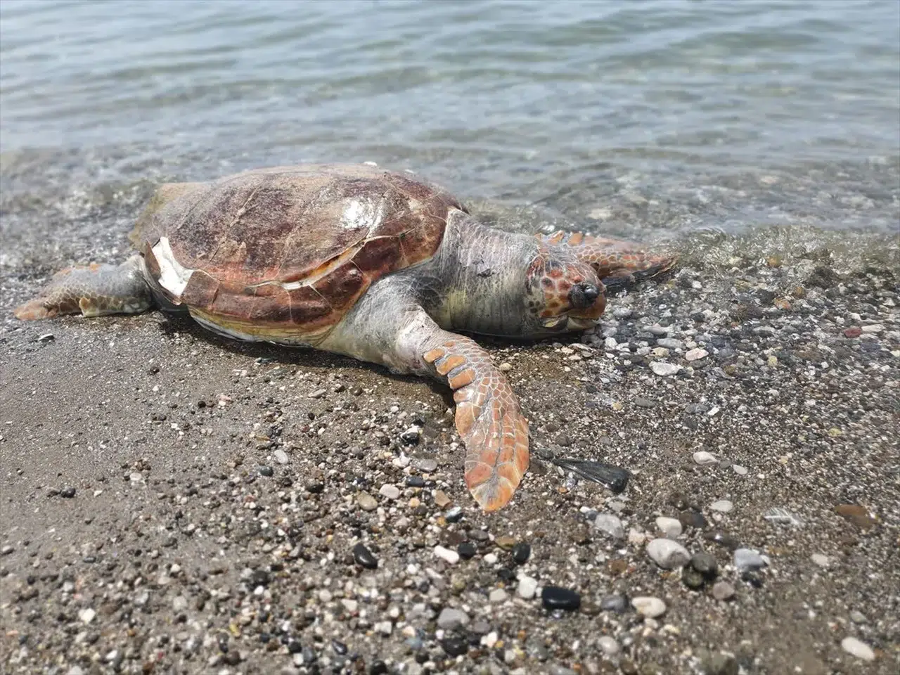 Muğla'da sahile vuran ölü caretta caretta bulundu
