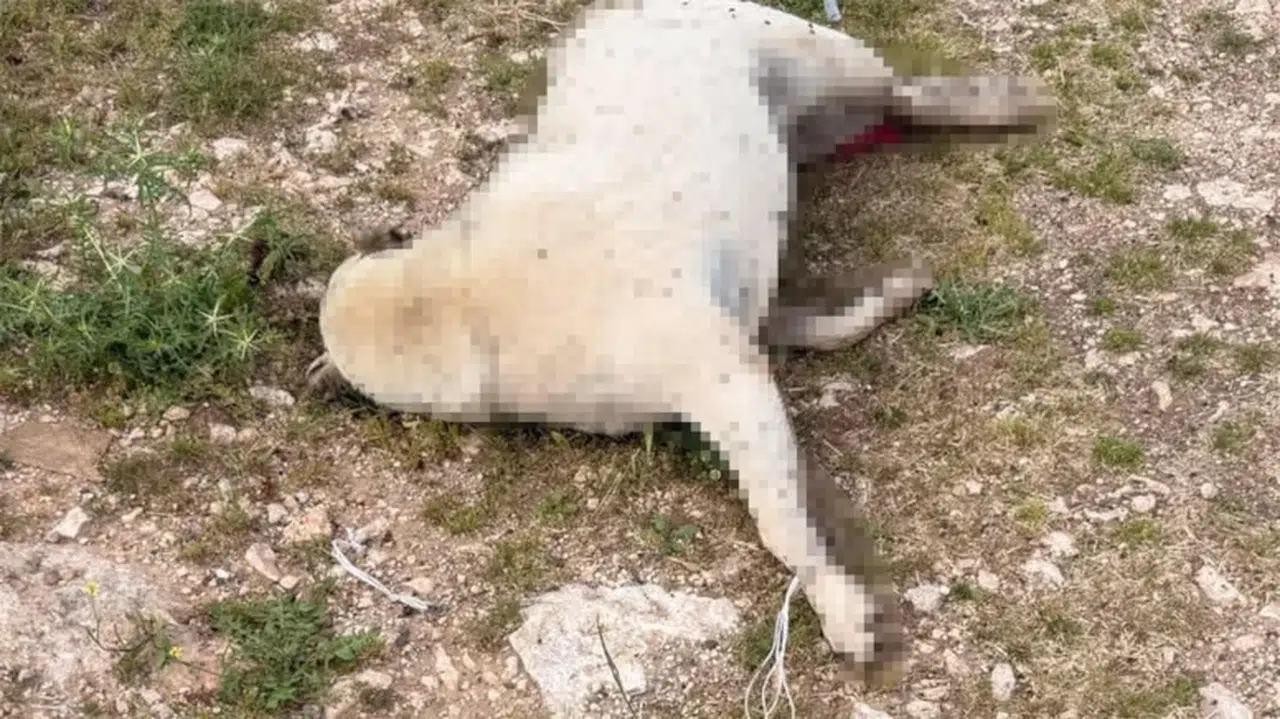 Hamile köpek sürüklenerek katledildi