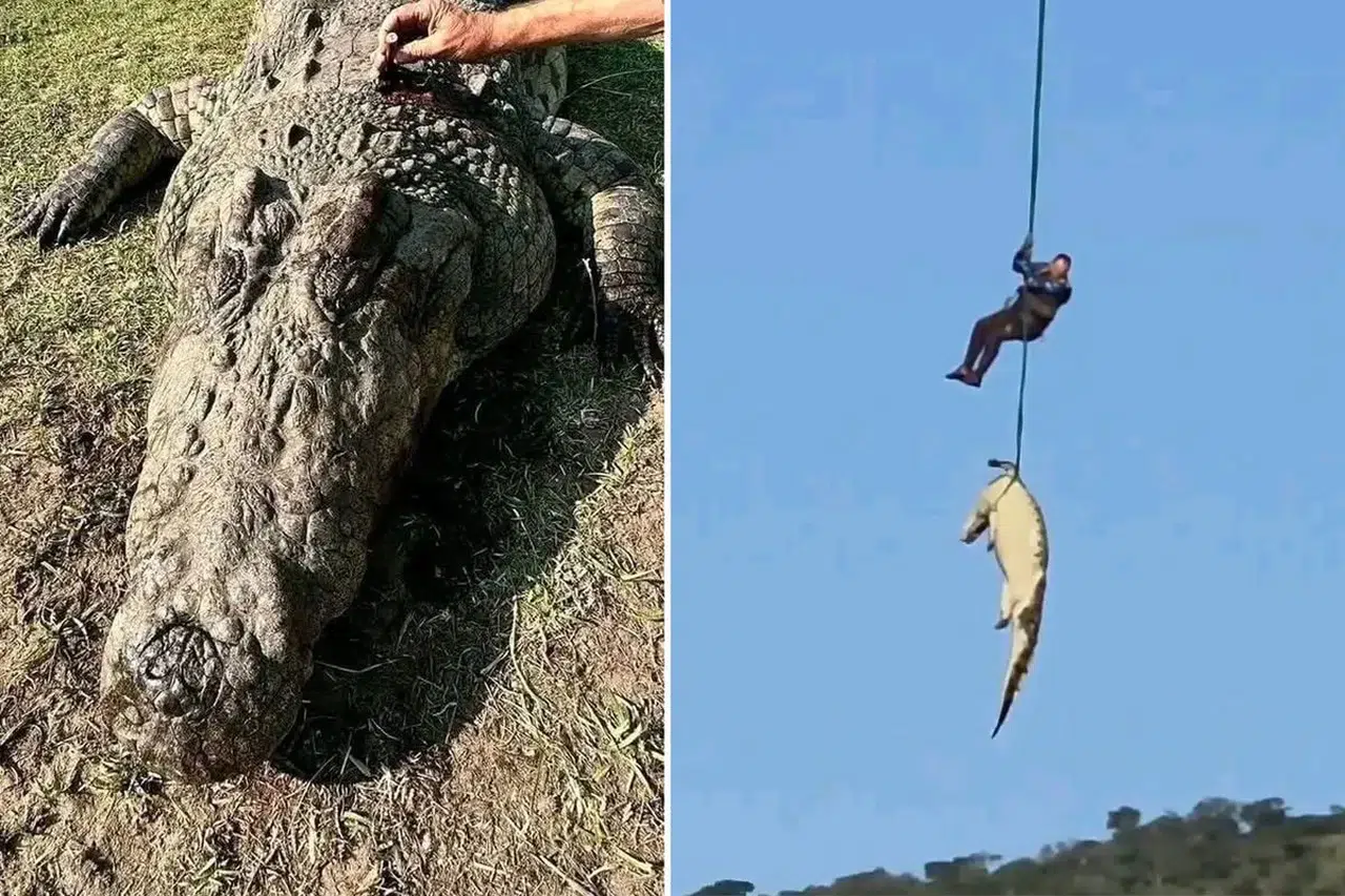 Kayıp kişileri o mu yedi? Dev timsahın midesinden 6 çift terlik çıktı