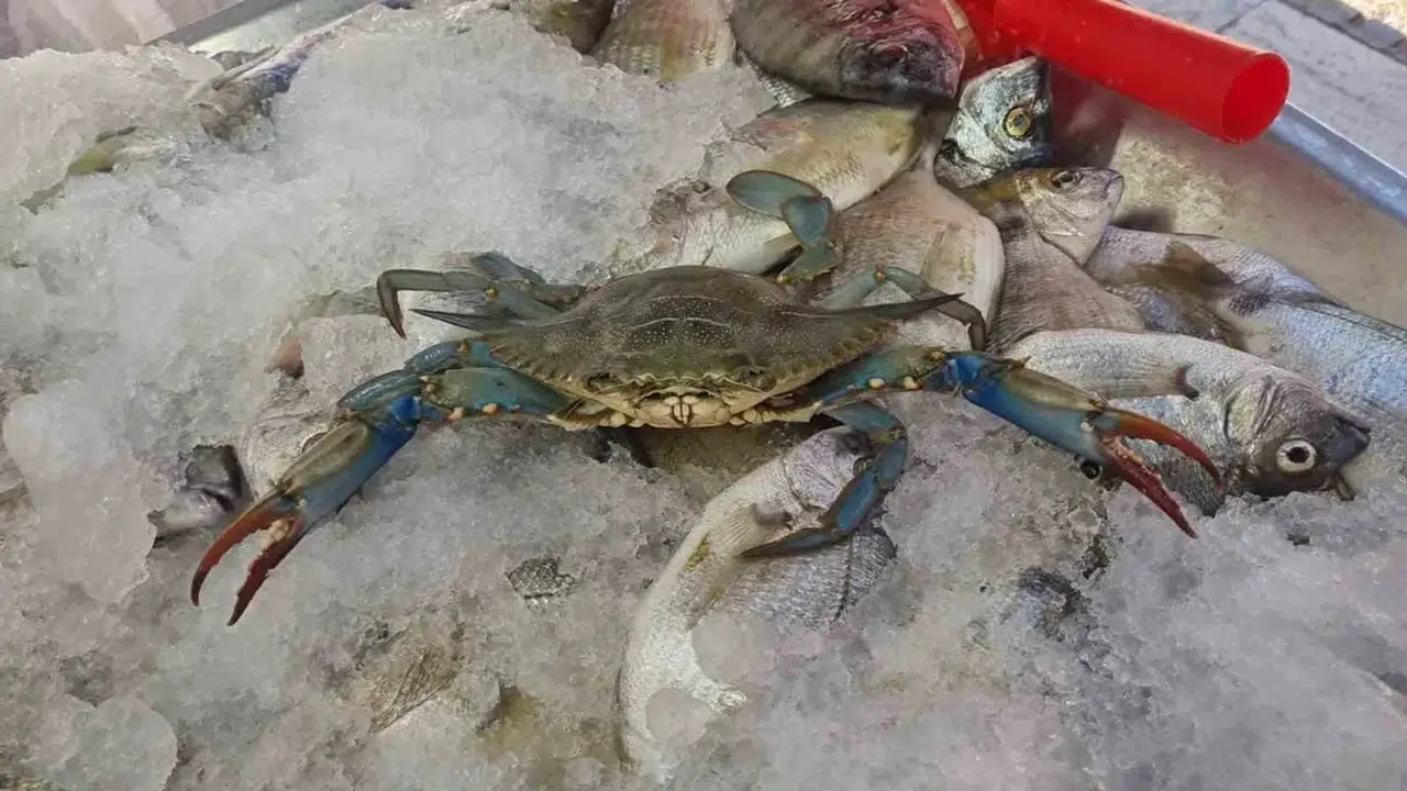 Karadeniz'de nadir görülen mavi yengeç ilgi odağı oldu