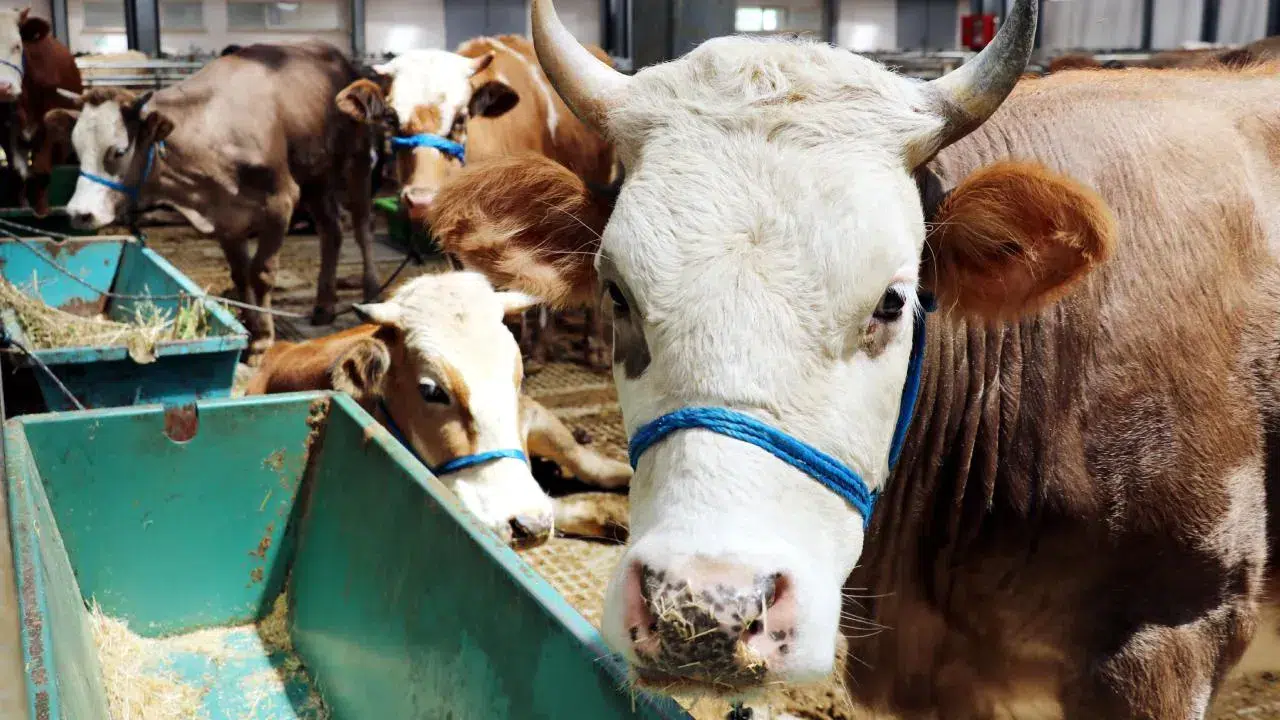 Kurban Bayramı tatili 9 gün olacak mı, hafta sonuyla birleşecek mi?