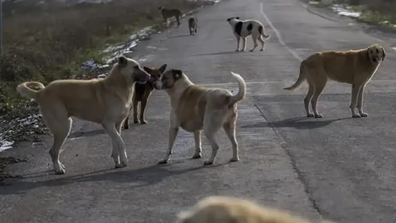 Bakanlık ihlalleri affetmedi! 3 belediye başkanına soruşturma izni