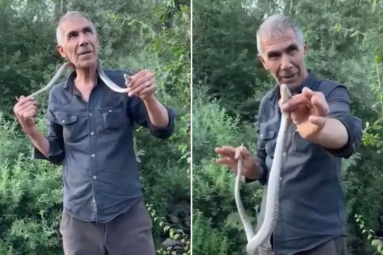 Zehirli engerek yılanını eliyle yakaladı, vatandaşları uyardı