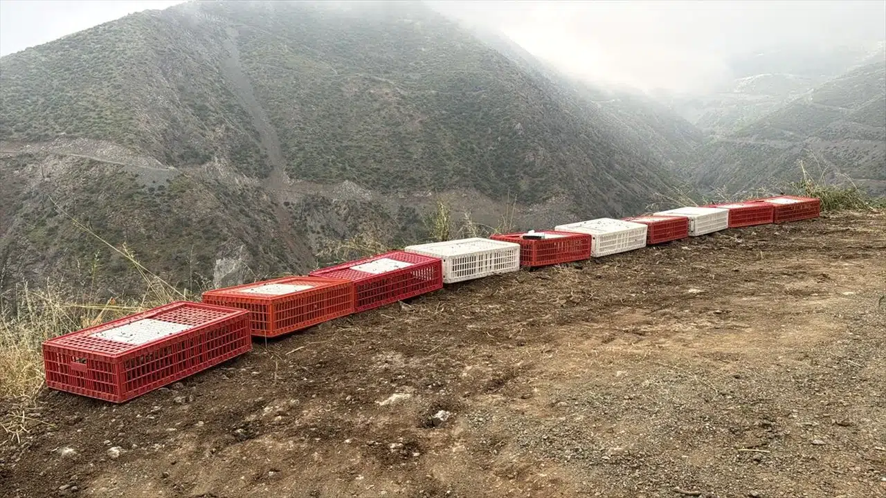 Hatay'da doğal yaşamı desteklemek amacıyla 400 keklik doğaya salındı