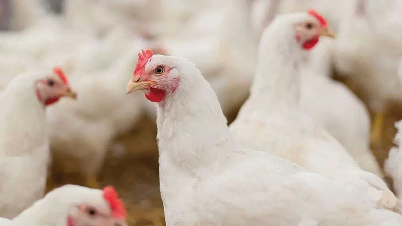 Beyaz et sektöründeki soruşturmada yeni gelişme: 29 şüpheli serbest bırakıldı