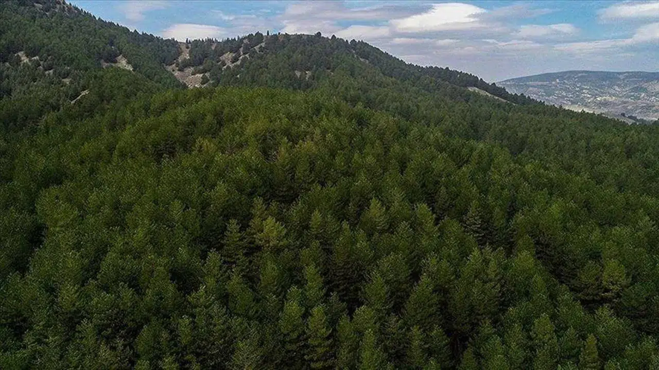 Bursa'da ormanlık alanlara giriş yasaklandı