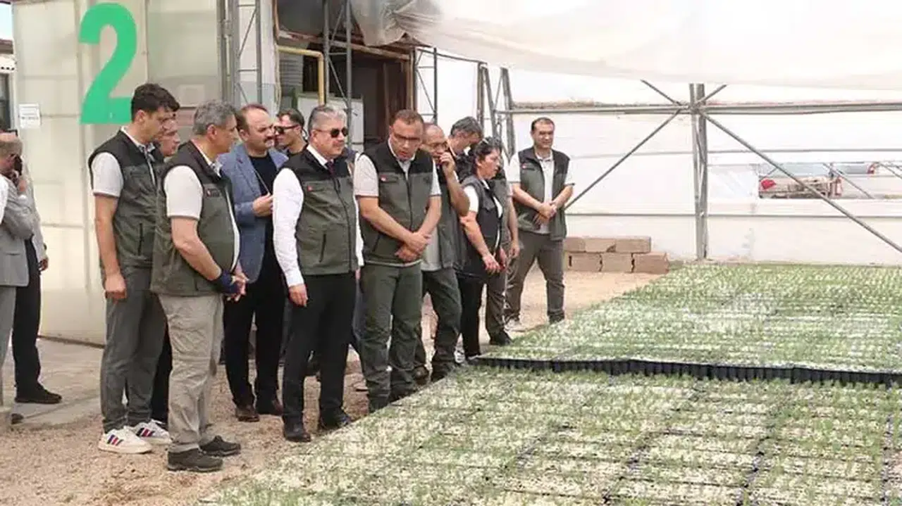 Bursa'daki yangın alanları Eskişehir'de üretilen fidanlarla yeniden yeşerecek