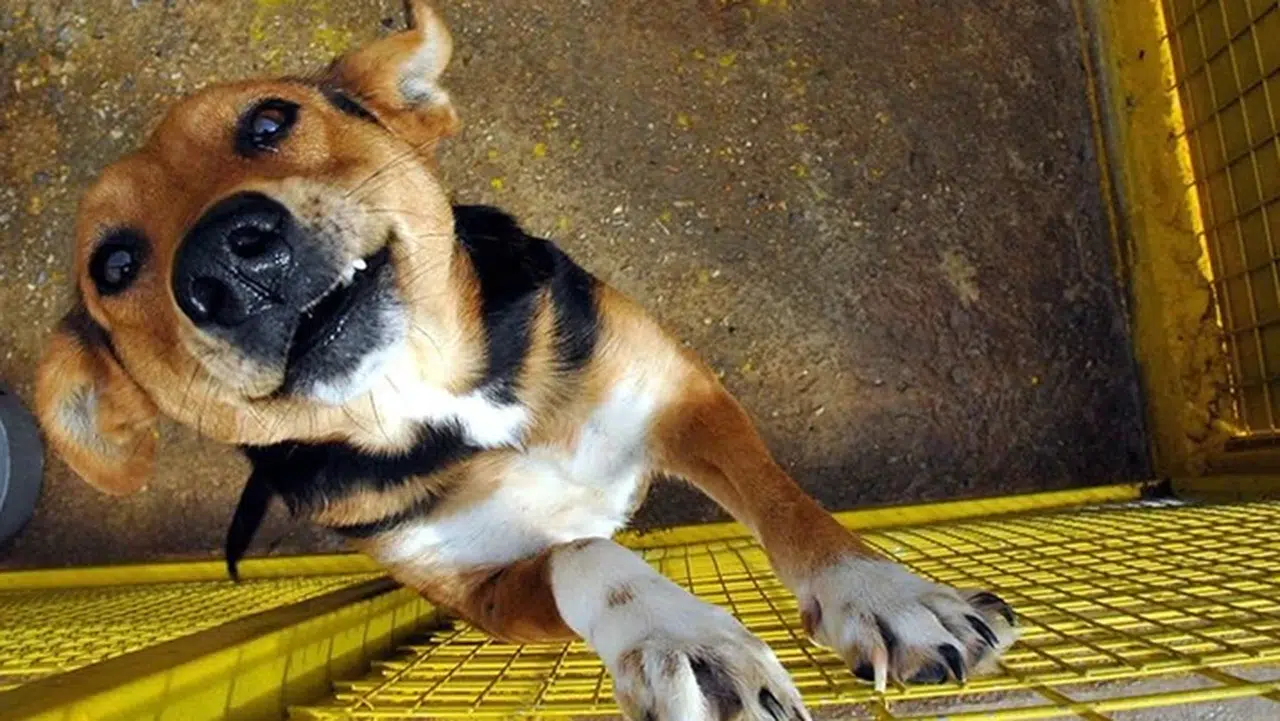 Et yiyen parazit alarmı büyüyor: Buzağı ve keçinin ardından köpekte de tespit edildi