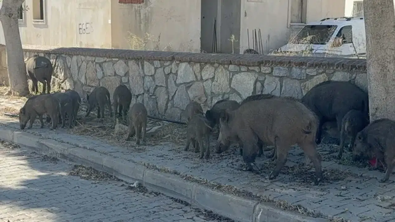 Muğla'da 20 yaban domuzu şehir merkezinde görüntülendi