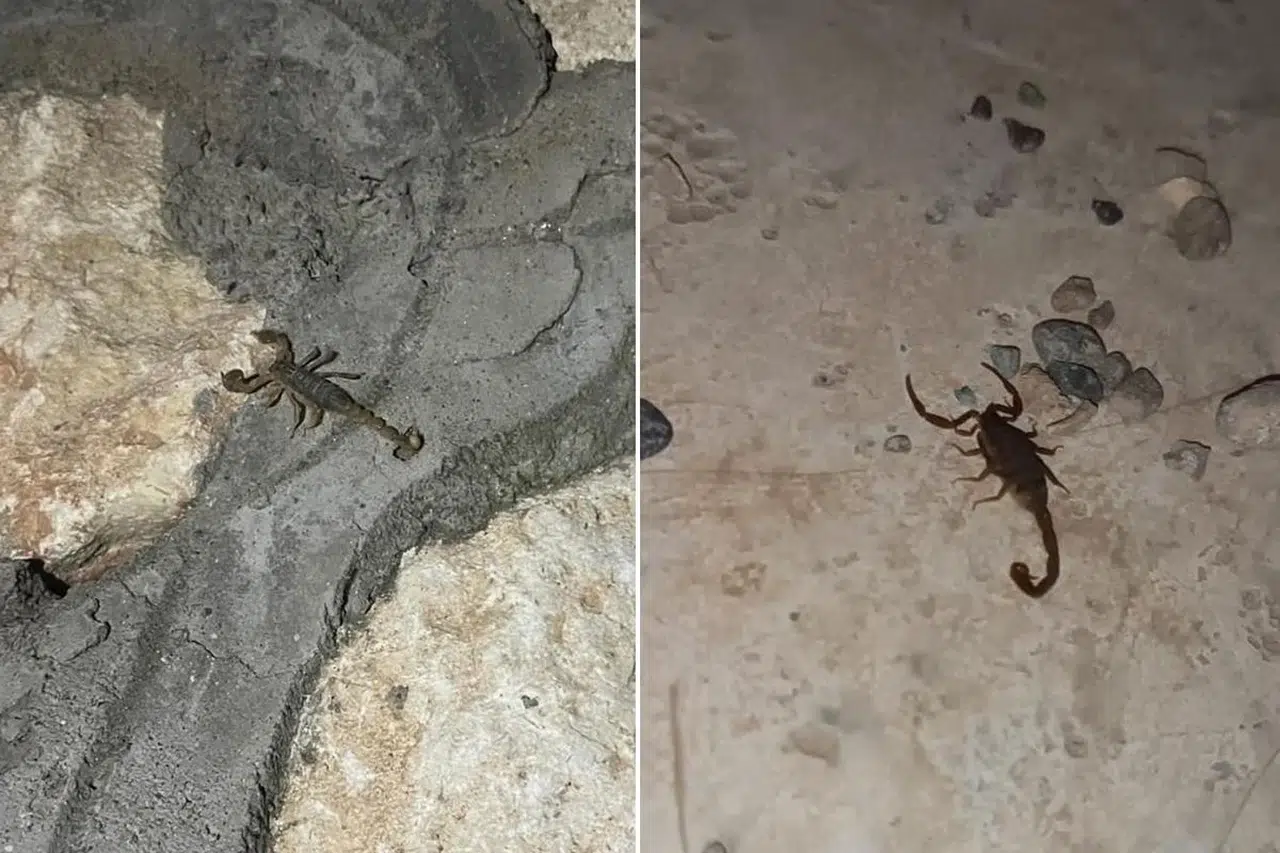 Adıyaman'da akrep paniği! Vatandaşlar acil ilaçlama çağrısı yaptı