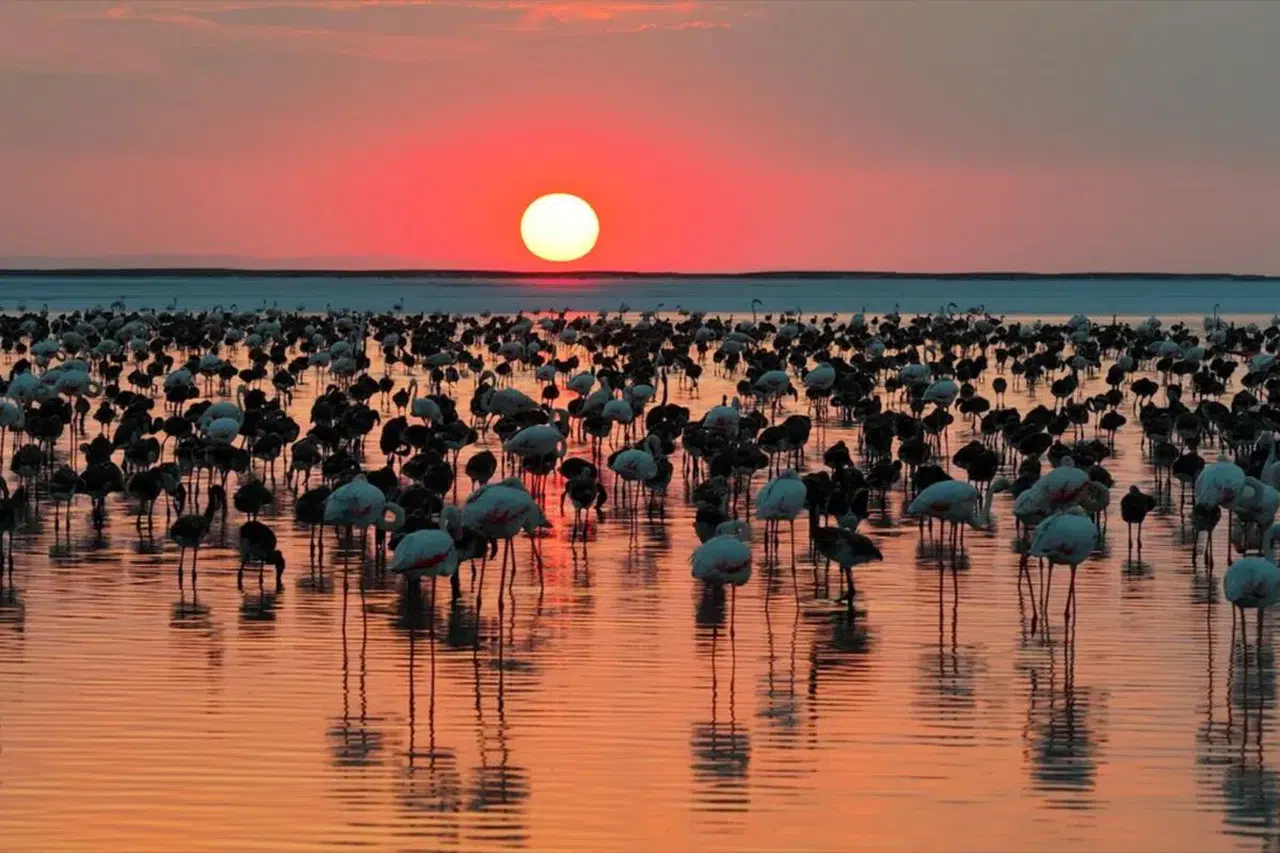Bakan Kurum açıkladı: "Tuz Gölü'nde 12 bin 800 yavru flamingo tespit edildi"