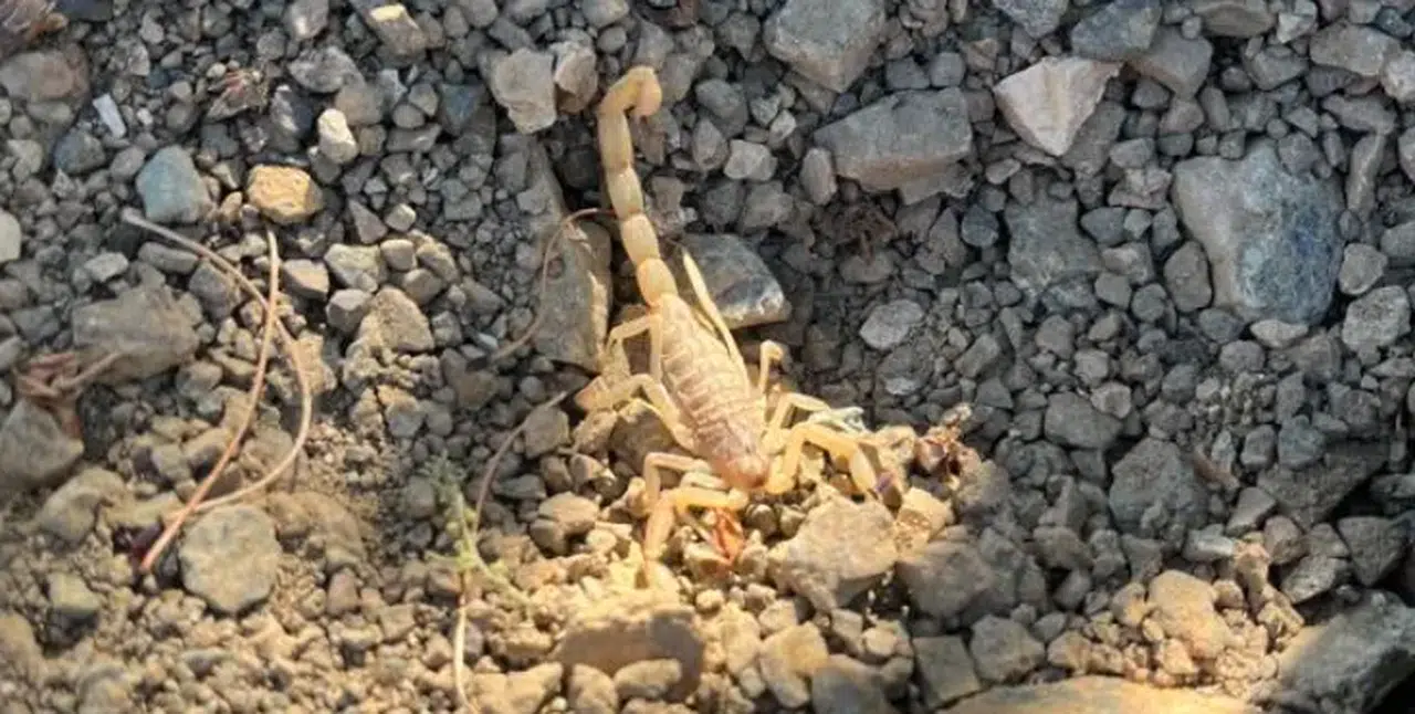 Afyonkarahisar'da vişne toplarken akrep sokan şahıs hastaneye kaldırıldı