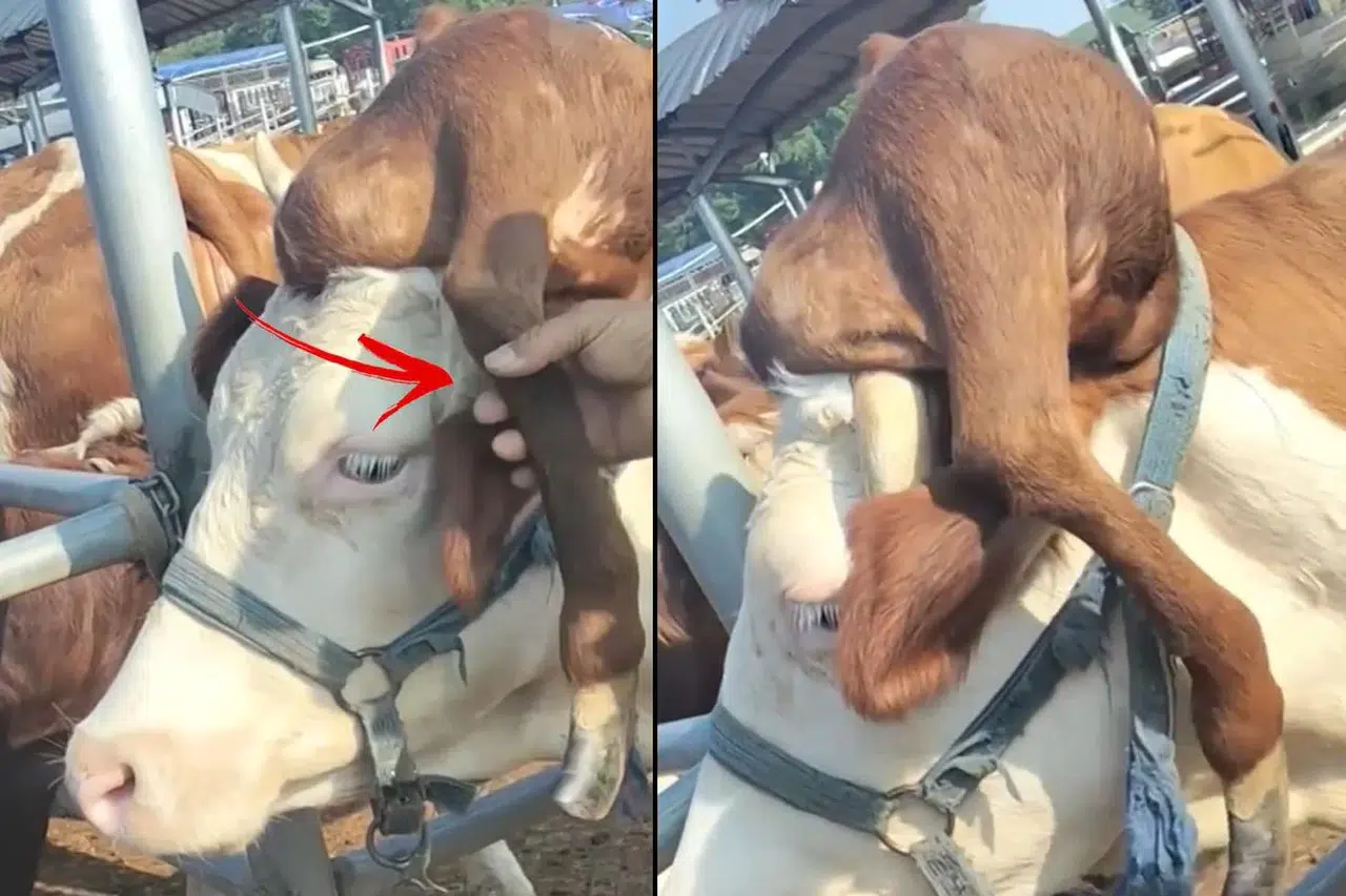 500 kilogramlık ineğin kafasında 'bacak' çıktı