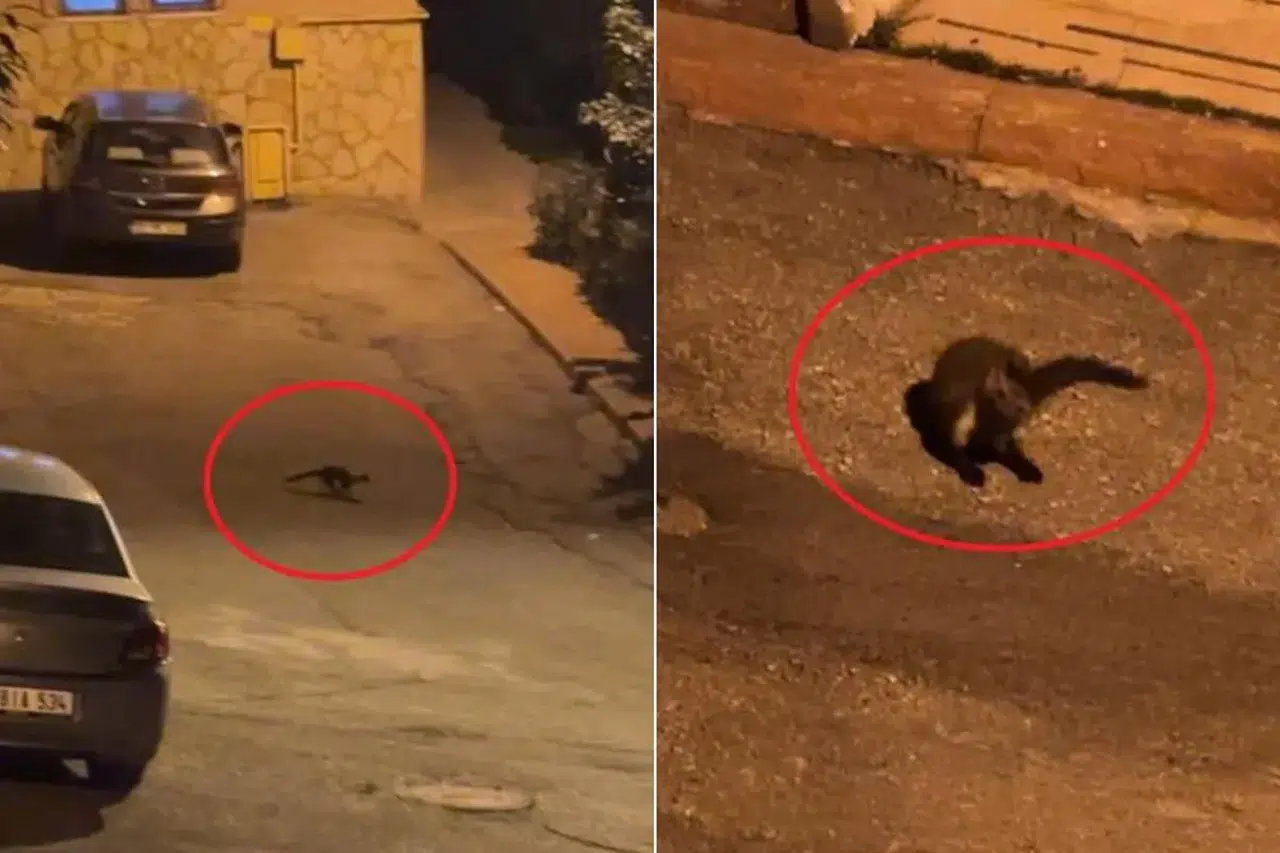 Samsun’da gece mahalleye inen sansarlar kamerada