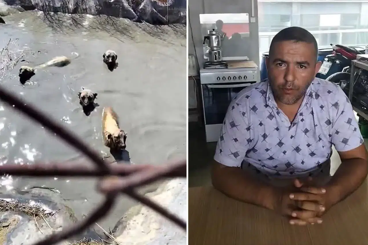 Köpekleri kurtaran kepçe operatörü işten çıkarıldı