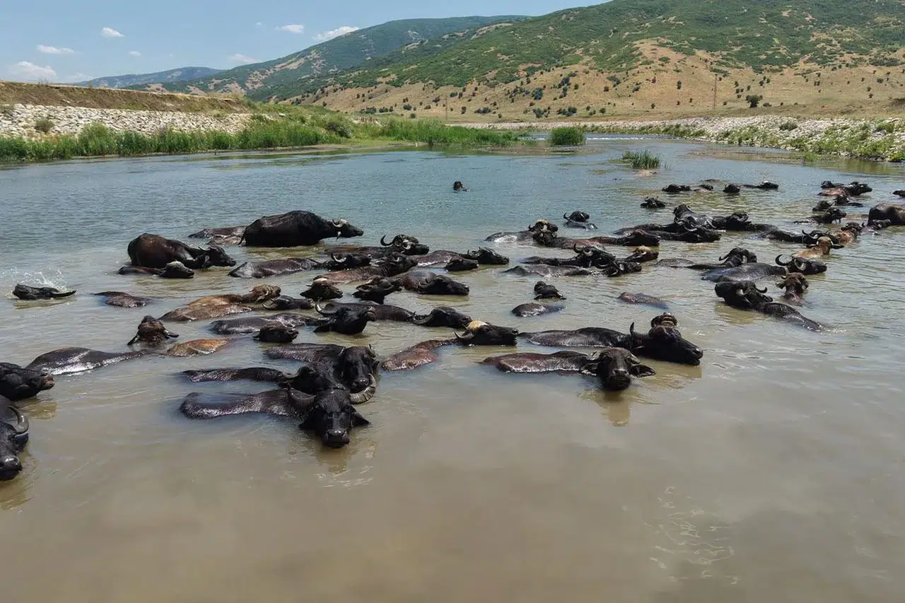 Muş'ta Afrika'yı andıran görüntüler! Mandaların serinleme molası ilgi çekti