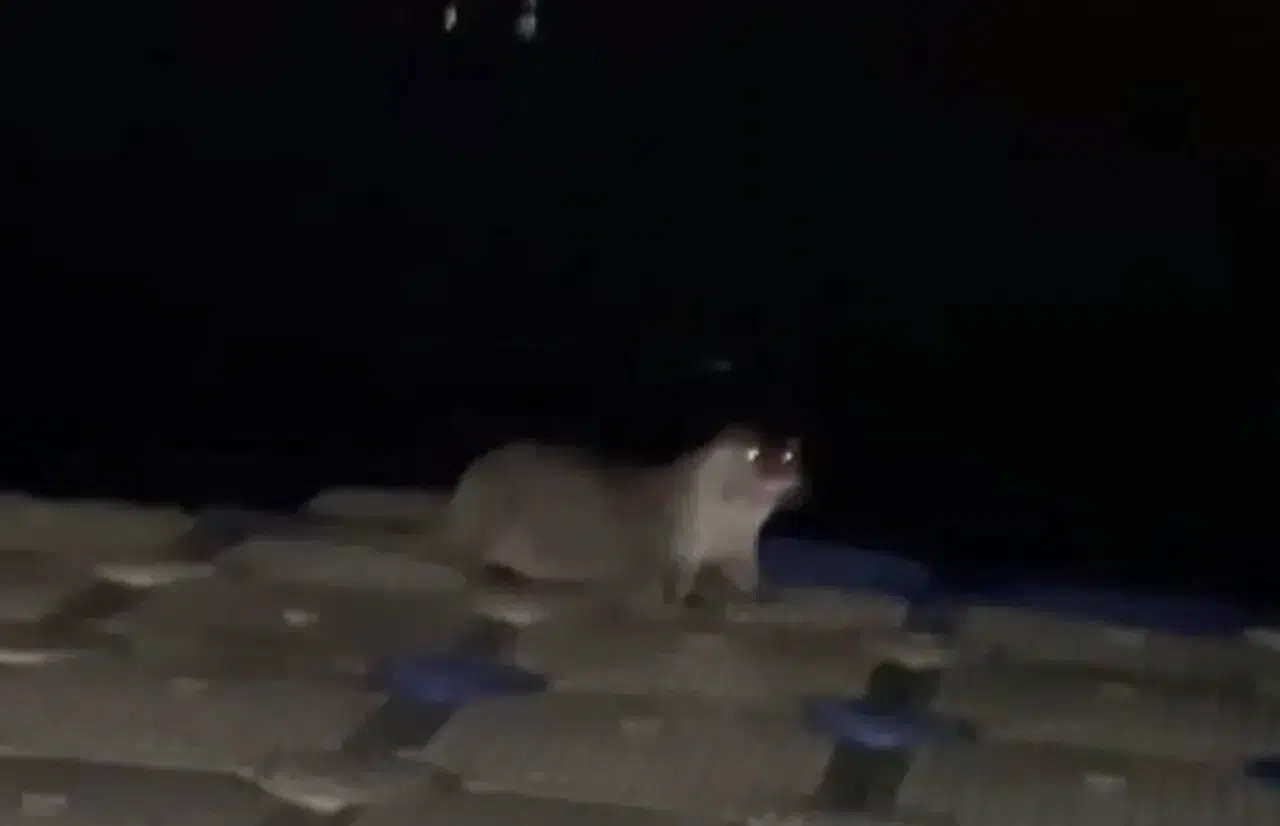 Zonguldak'ta iskeleye çıkan  anne ve yavru su samurları su samurları balıkla beslendi